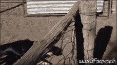 01 Oveja Animales Humor - Fun 