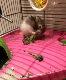 01 Hamster Animaux Humour - Fun 