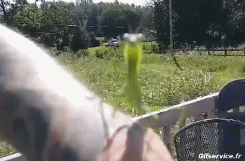 01 Insectos Animales Humor - Fun 