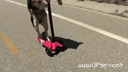 01 Perros Animales Humor - Fun 