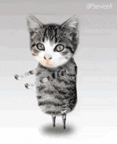 05 Cats Animals Humor -  Fun 