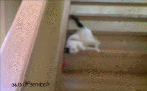 02 Katze Tiere Humor -  Fun 