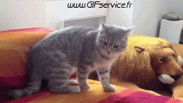 02 Katze Tiere Humor -  Fun 