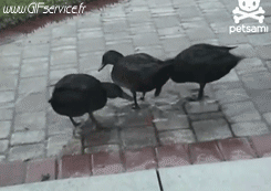 Various Birds Animals Humor -  Fun 