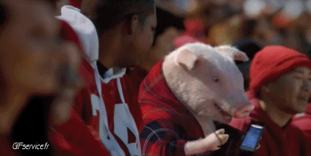 01 Maiali - Cinghiali Animali Umorismo -  Fun 