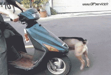 02 Cani Animali Umorismo -  Fun 