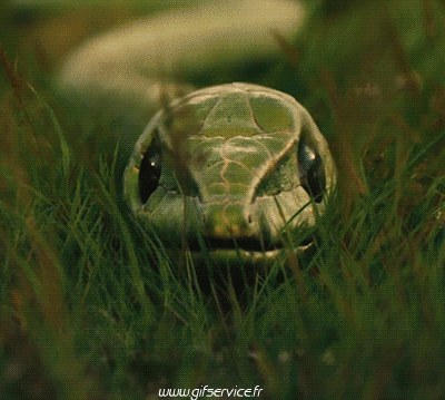 Serie 01 Serpents Animaux Humour - Fun 