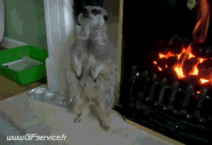 01 Suricat Tiere Humor -  Fun 