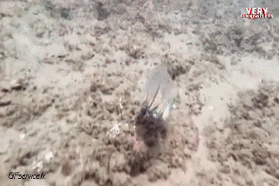 01 Octopus Animals Humor -  Fun 