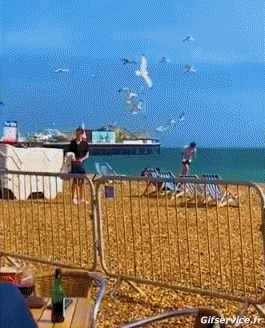 Seagulls Birds Animals Humor -  Fun 