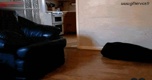 Serie 03 Chiens Animaux Humour - Fun 