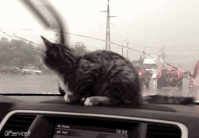 04 Cats Animals Humor -  Fun 