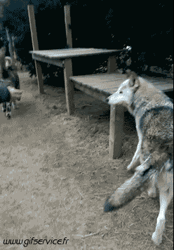 03 Perros Animales Humor - Fun 