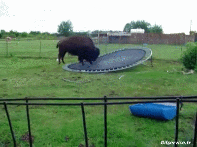 01 Bisontes Animales Humor - Fun 
