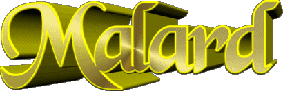 Malard M MASCHIO - Francia Nome 