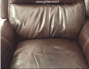 03 Cani Animali Umorismo -  Fun 