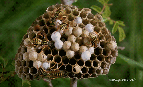 01 Insects Animals Humor -  Fun 