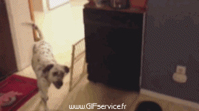 Serie 03 Chiens Animaux Humour - Fun 