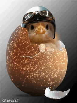 Divers 02 Oiseaux Animaux Humour - Fun 