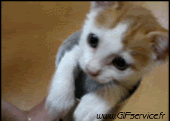 01 Katze Tiere Humor -  Fun 