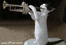 03 Gatti Animali Umorismo -  Fun 