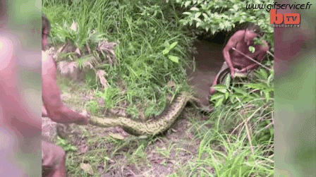 01 Schlangen Tiere Humor -  Fun 