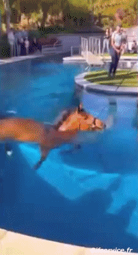 Serie 02 Pferde Tiere Humor -  Fun 