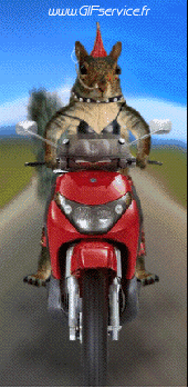 Serie 01 Ecureuils Animaux Humour - Fun 