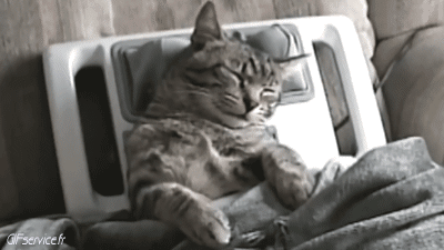 Serie 04 Chats Animaux Humour - Fun 