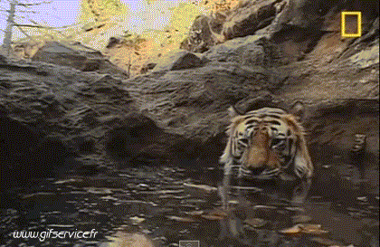 01 Tigri Animali Umorismo -  Fun 