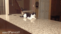 02 Cats Animals Humor -  Fun 