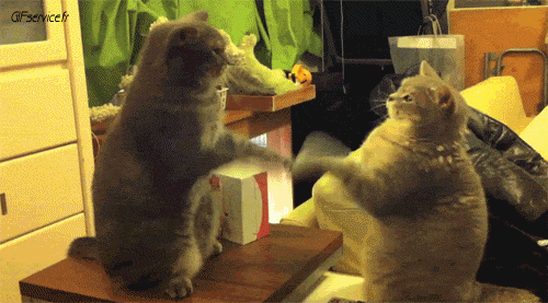 Serie 05 Chats Animaux Humour - Fun 