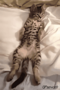 05 Gatos Animales Humor - Fun 