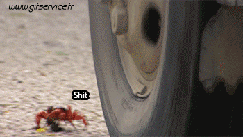 01 Krabben Tiere Humor -  Fun 