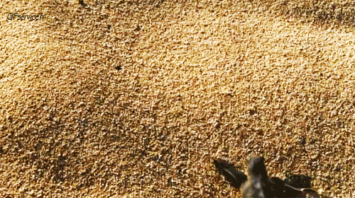 01 Schildkröten Tiere Humor -  Fun 