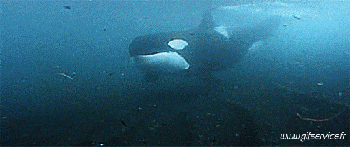 01 Killer whales Animals Humor -  Fun 