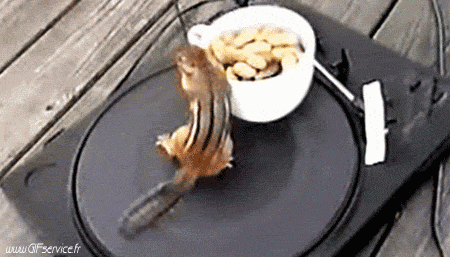 Serie 01 Ecureuils Animaux Humour - Fun 