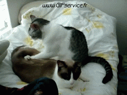 02 Katze Tiere Humor -  Fun 