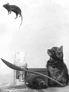 Serie 03 Chats Animaux Humour - Fun 