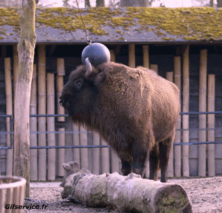 01 Bisons Animals Humor -  Fun 