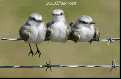 Moineaux Oiseaux Animaux Humour - Fun 