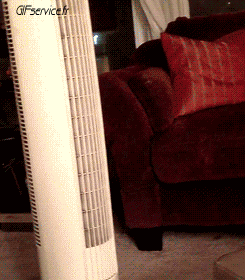 05 Cats Animals Humor -  Fun 