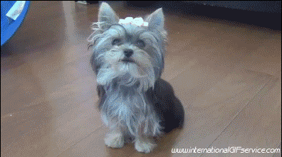 Serie 01 Chiens Animaux Humour - Fun 