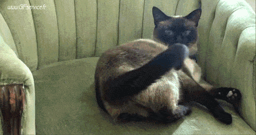 02 Gatos Animales Humor - Fun 