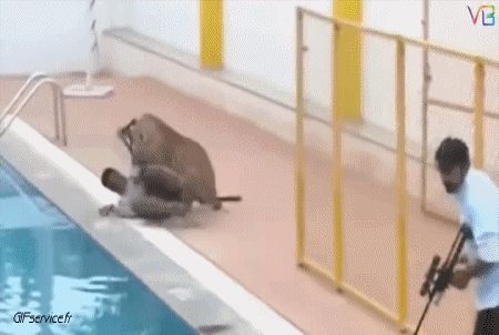 01 Panther Tiere Humor -  Fun 