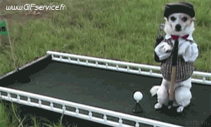 01 Dogs Animals Humor -  Fun 