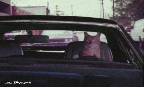 03 Gatos Animales Humor - Fun 