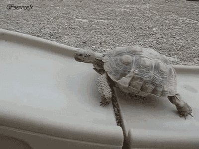 Serie 01 Tortues Animaux Humour - Fun 