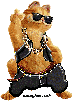 03 Gatti Animali Umorismo -  Fun 