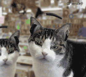 04 Katze Tiere Humor -  Fun 